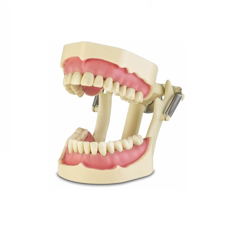 Dentreyon Oklüzörlü Fantom 32'lik Çene (Frasaco Muadili) 